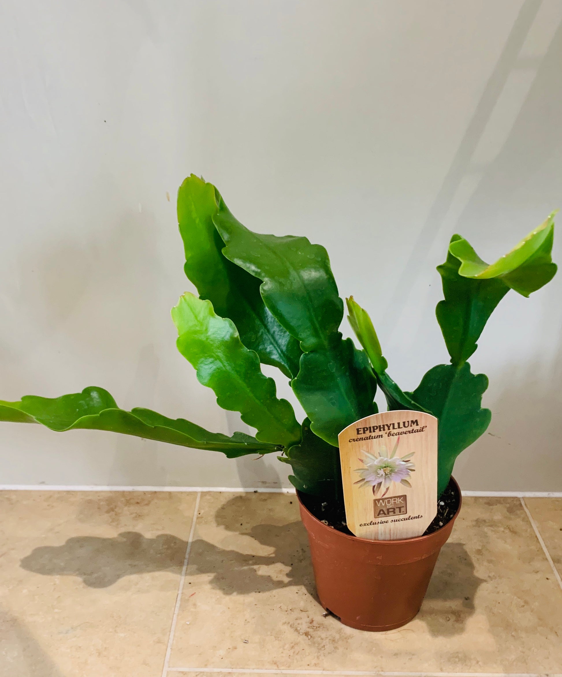 Epiphyllum Crenatum Beavertail Cactus Cassandra's Plants