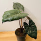 Alocasia Yucatan Princess 17cm Pot Cassandra's Plants