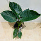 Alocasia Wentii 19cm Pot Cassandra's Plants