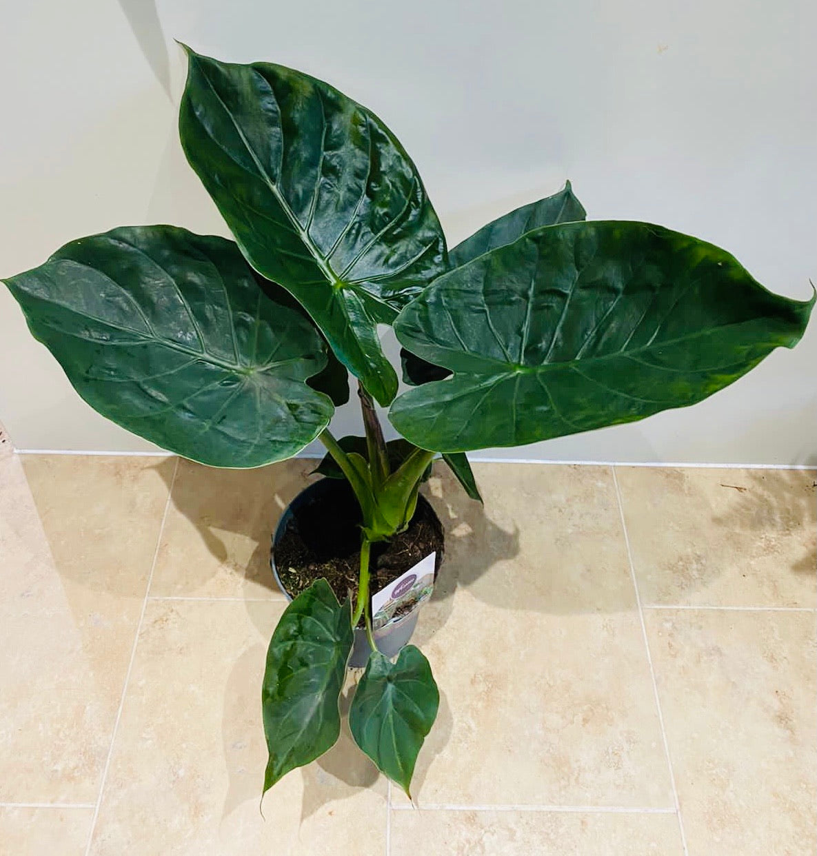 Alocasia Wentii 19cm Pot Cassandra's Plants