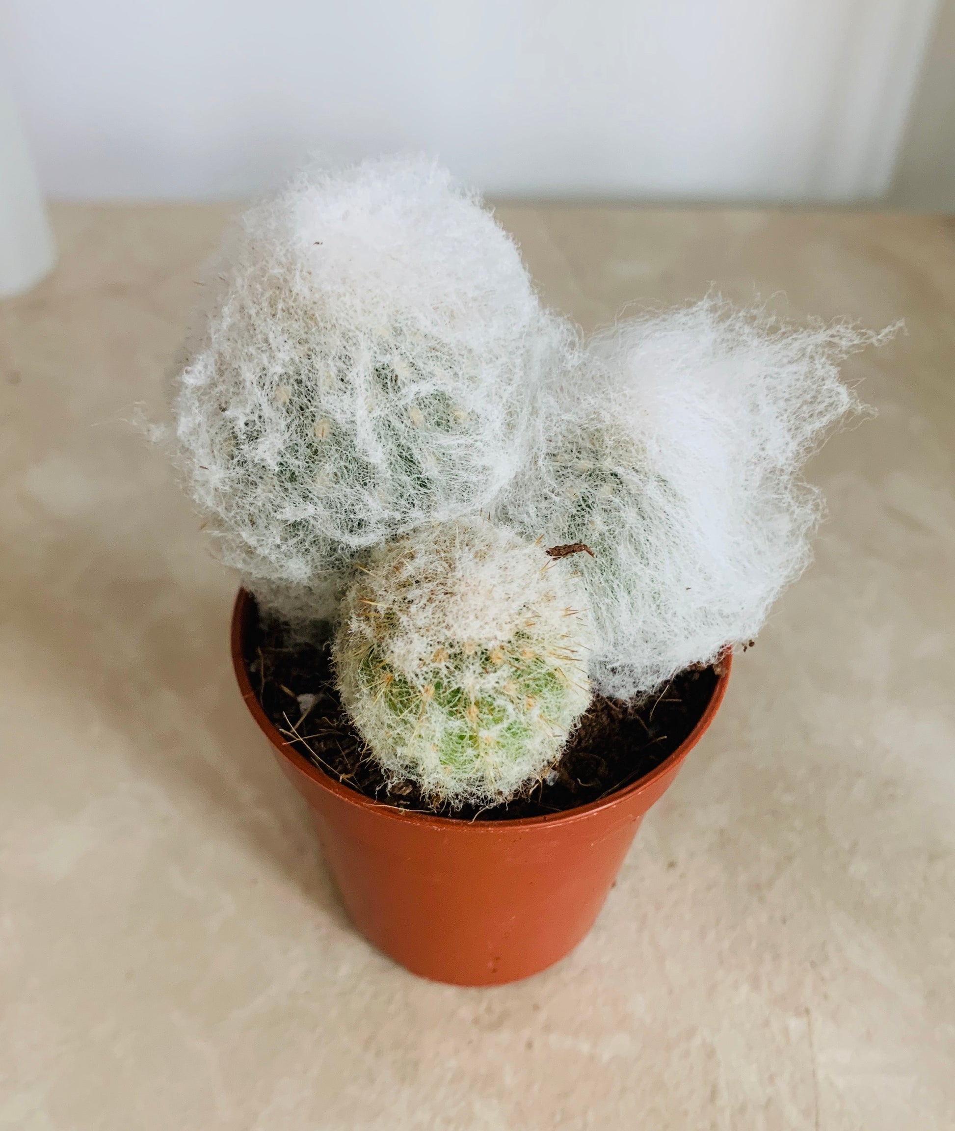 Espostoa Melanostele subs. Nana Cotton Ball Cactus in 5.5cm Pot Cassandra's Plants