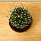 Stenocactus Fasciculatus Cactus in 5.5cm Pot Cassandra's Plants