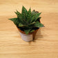 Gasteraloe Flow in a 5.5cm pot Cassandra's Plants