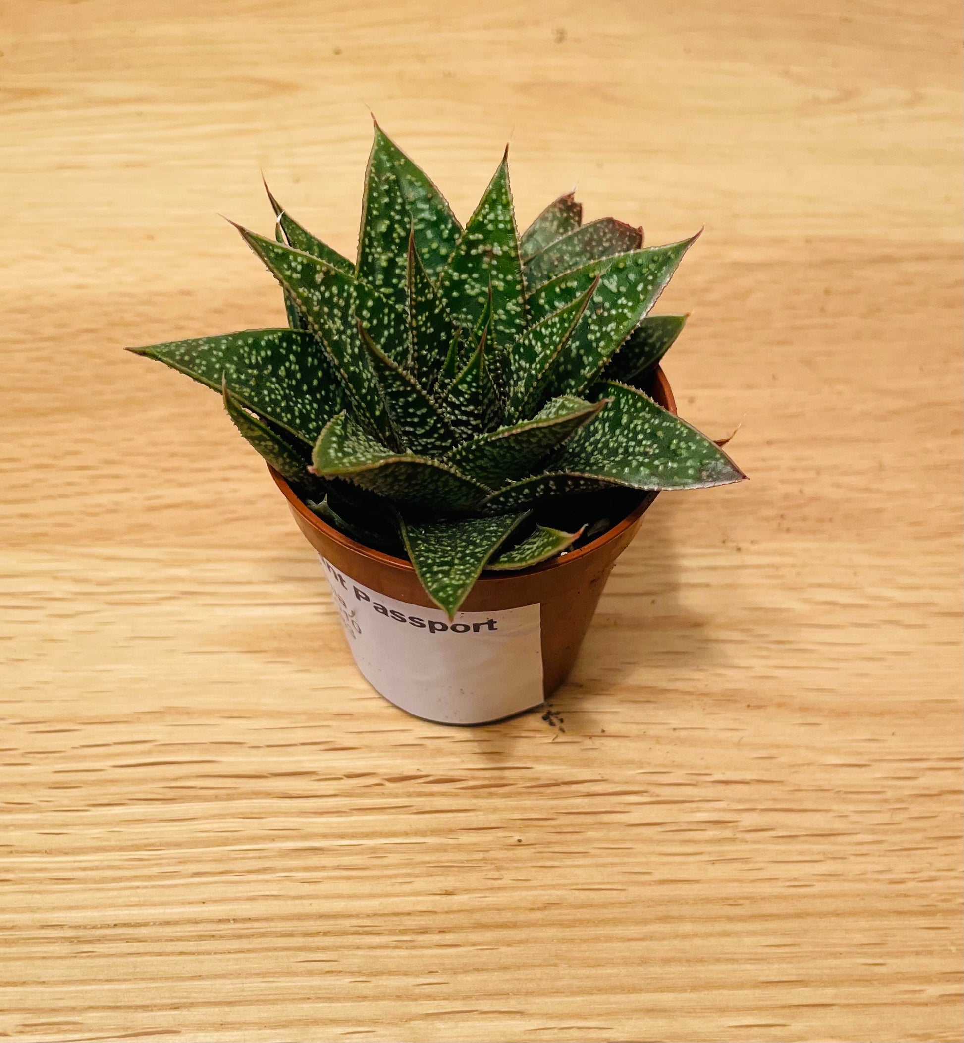 Gasteraloe Flow in a 5.5cm pot Cassandra's Plants