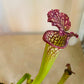 Sarrancenia Flava in a 9cm pot Cassandra's Plants