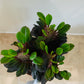 Euphorbia Trigona Rubra African Milk Tree Cassandra's Plants