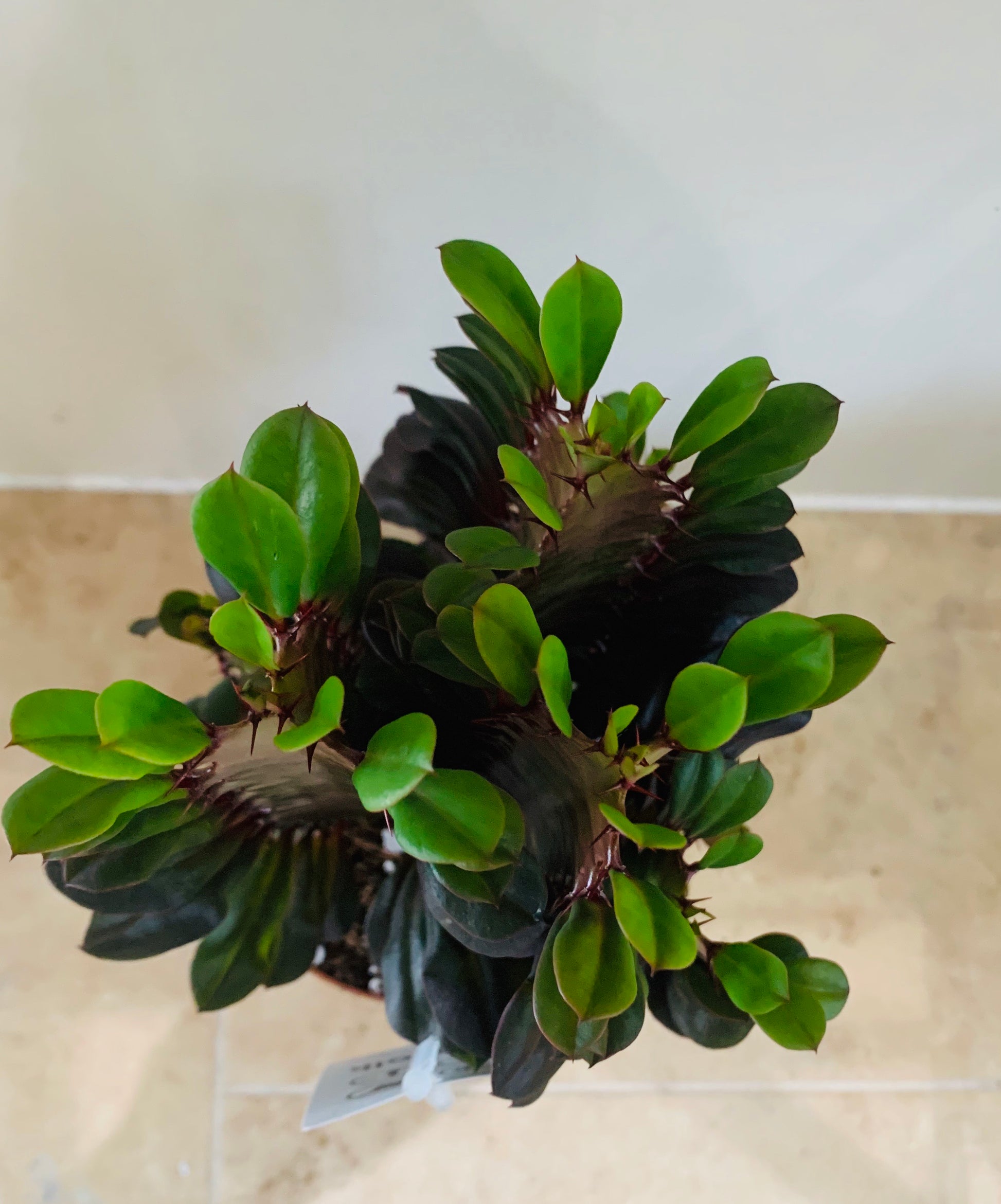 Euphorbia Trigona Rubra African Milk Tree Cassandra's Plants