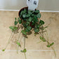 Ceropegia Woodii Durban String Of Spades 8cm Pot Cassandra's Plants