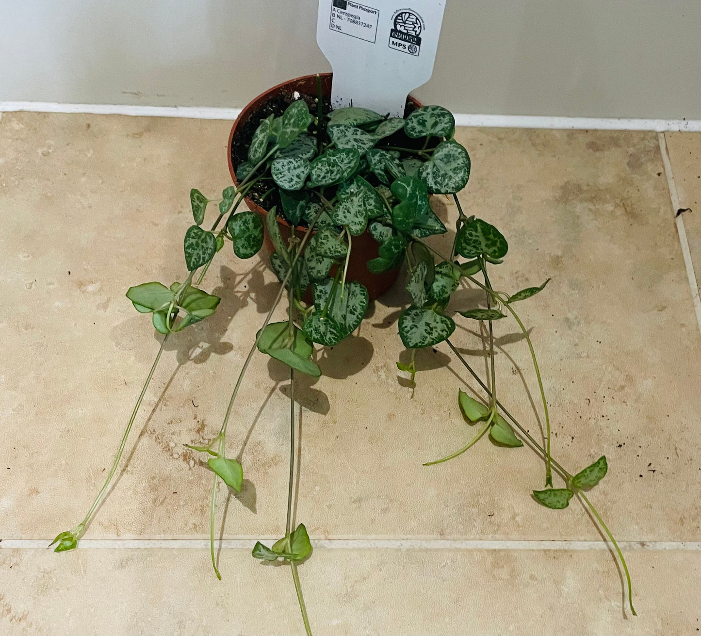 Ceropegia Woodii Durban String Of Spades 8cm Pot Cassandra's Plants