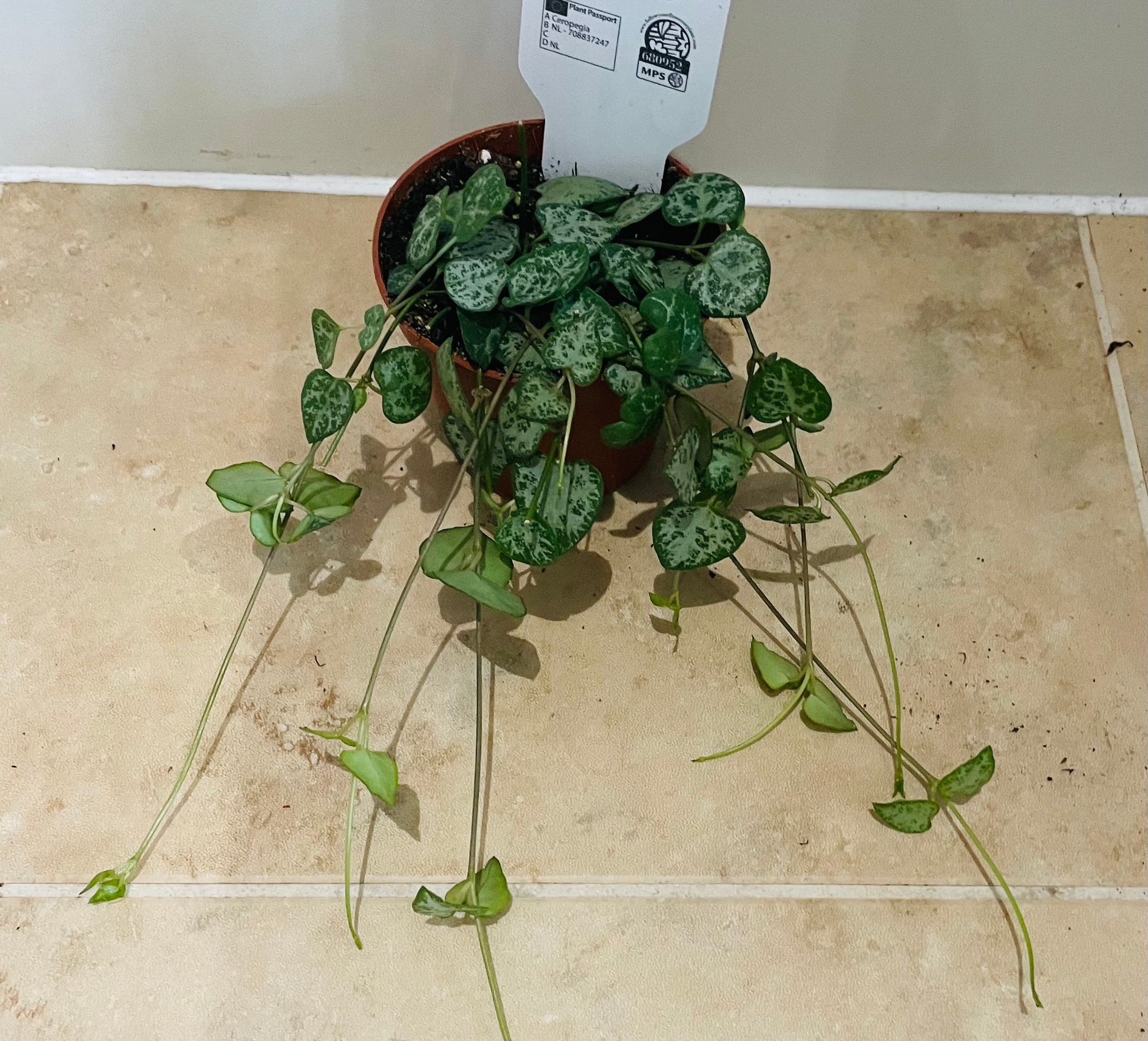Ceropegia Woodii Durban String Of Spades 8cm Pot Cassandra's Plants