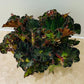 Begonia Escargot Green 12cm Pot Cassandra's Plants