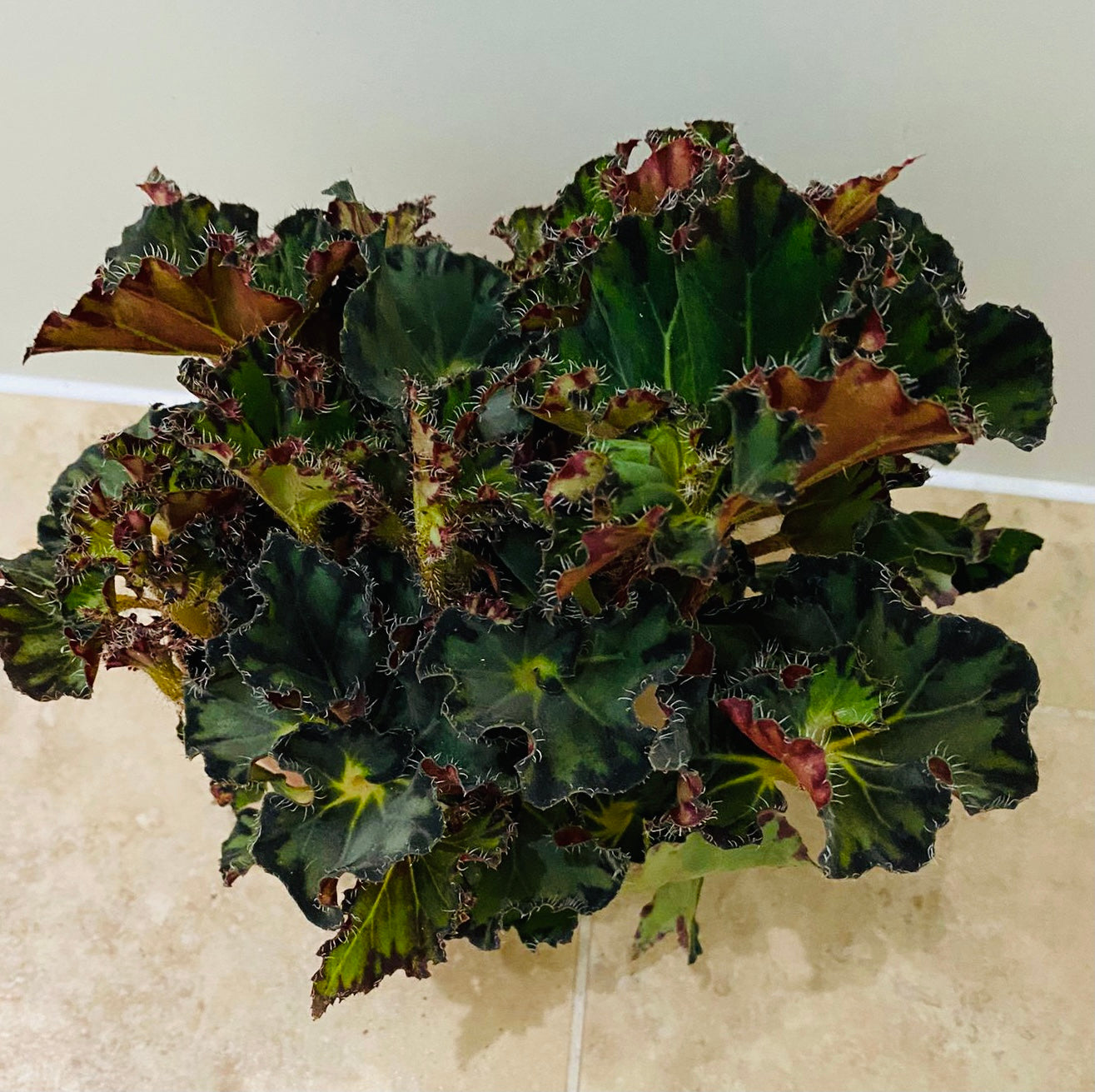 Begonia Escargot Green 12cm Pot Cassandra's Plants