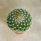 Parodia Chrysacanthion in 5.5cm Pot Cassandra's Plants
