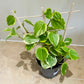 Peperomia Scandens Variegata (Cupid Peperomia) with trellis in a 12cm pot Cassandra's Plants