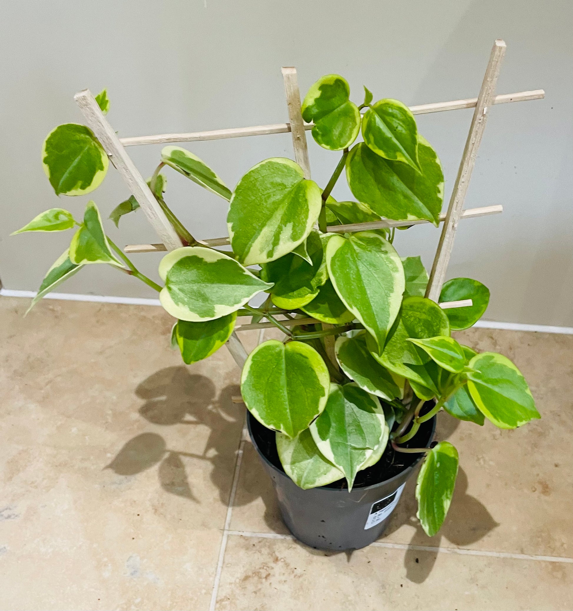 Peperomia Scandens Variegata (Cupid Peperomia) with trellis in a 12cm pot Cassandra's Plants