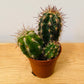 Oreocereus Celcisanus Cactus in 5.5cm Pot Cassandra's Plants