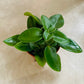 Peperomia Pixie Cassandra's Plants