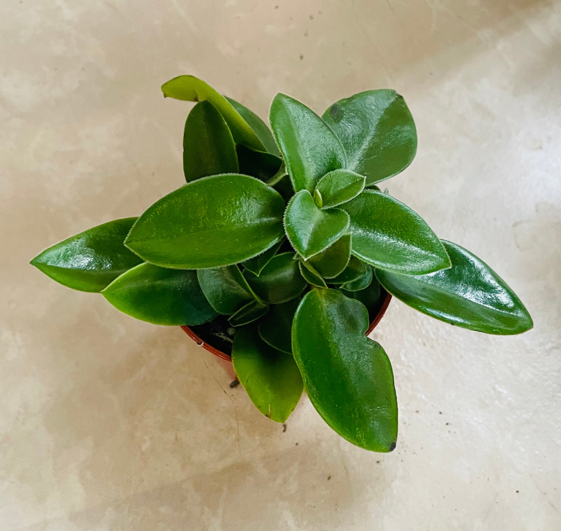 Peperomia Pixie Cassandra's Plants