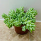 Sedum Morganianum Donkey’s Tail Succulent in a 12cm pot Cassandra's Plants