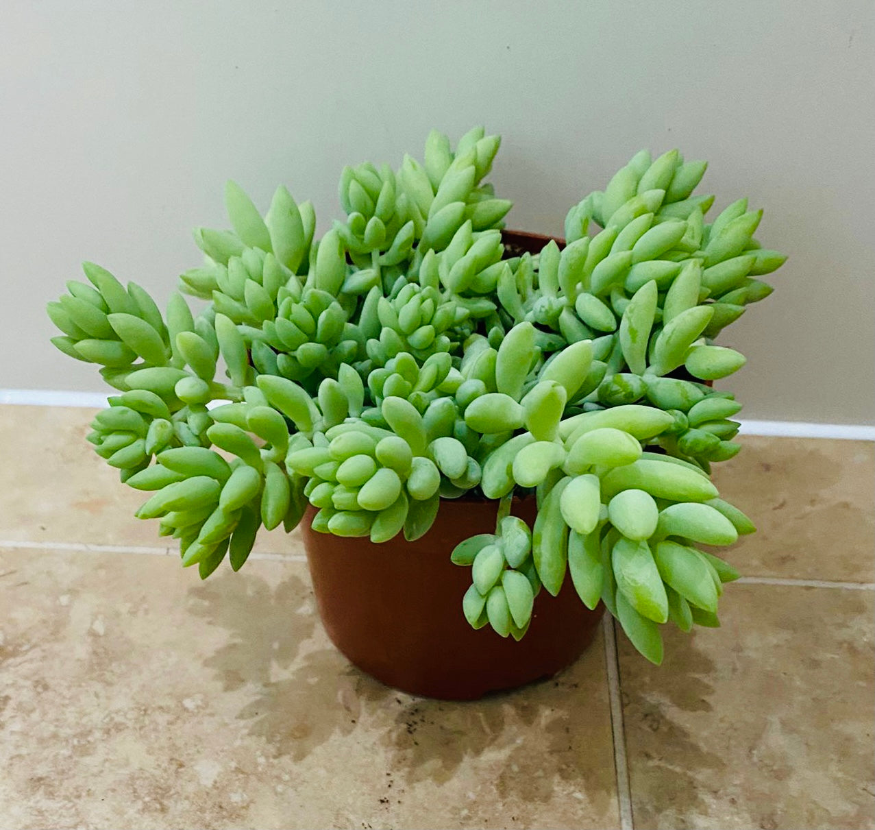 Sedum Morganianum Donkey’s Tail Succulent in a 12cm pot Cassandra's Plants
