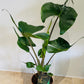 Alocasia Stingray 12cm Pot Cassandra's Plants