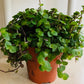Callisia Repens 9cm Pot Cassandra's Plants