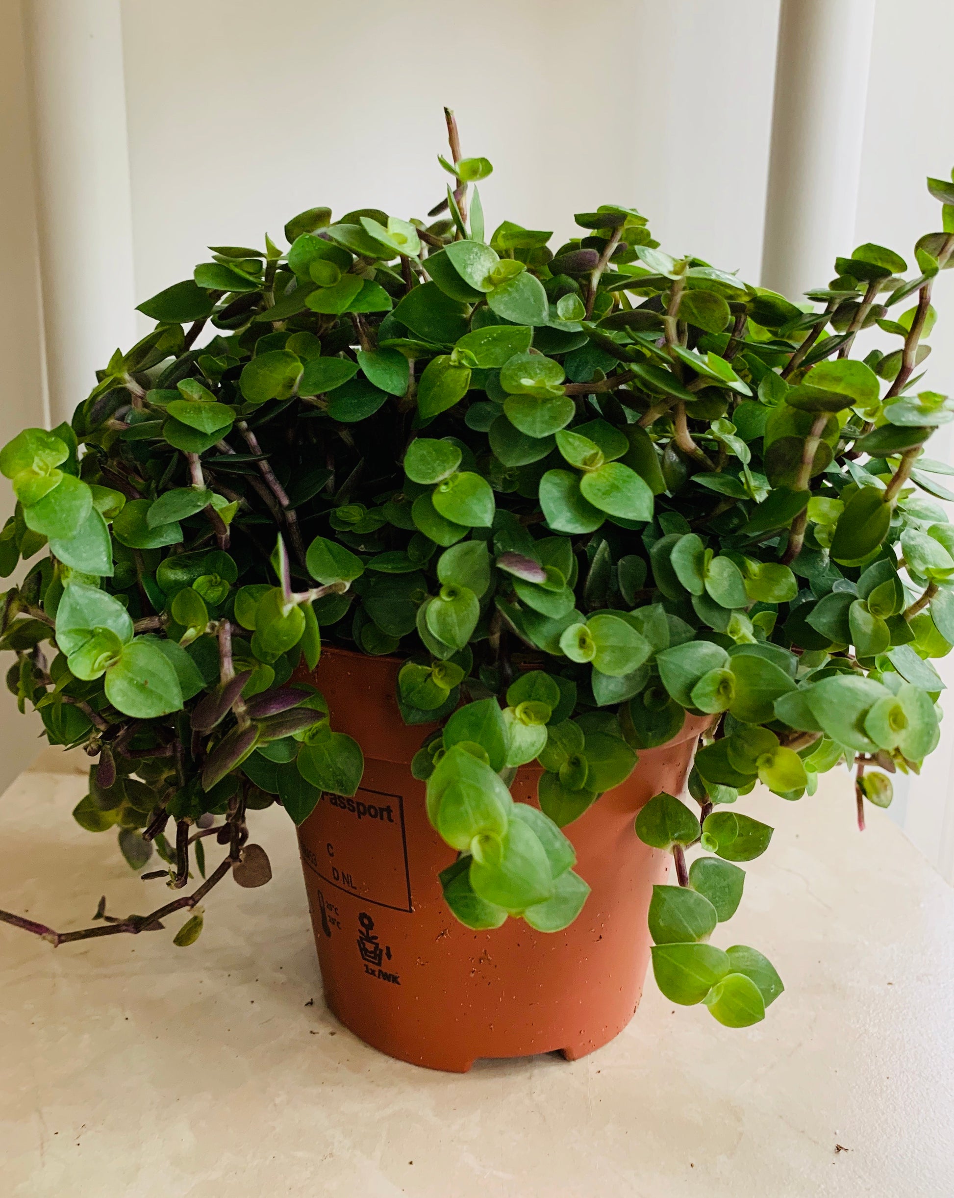 Callisia Repens 9cm Pot Cassandra's Plants