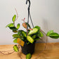 Hoya Australis Lisa In a 15cm hanging pot Cassandra's Plants