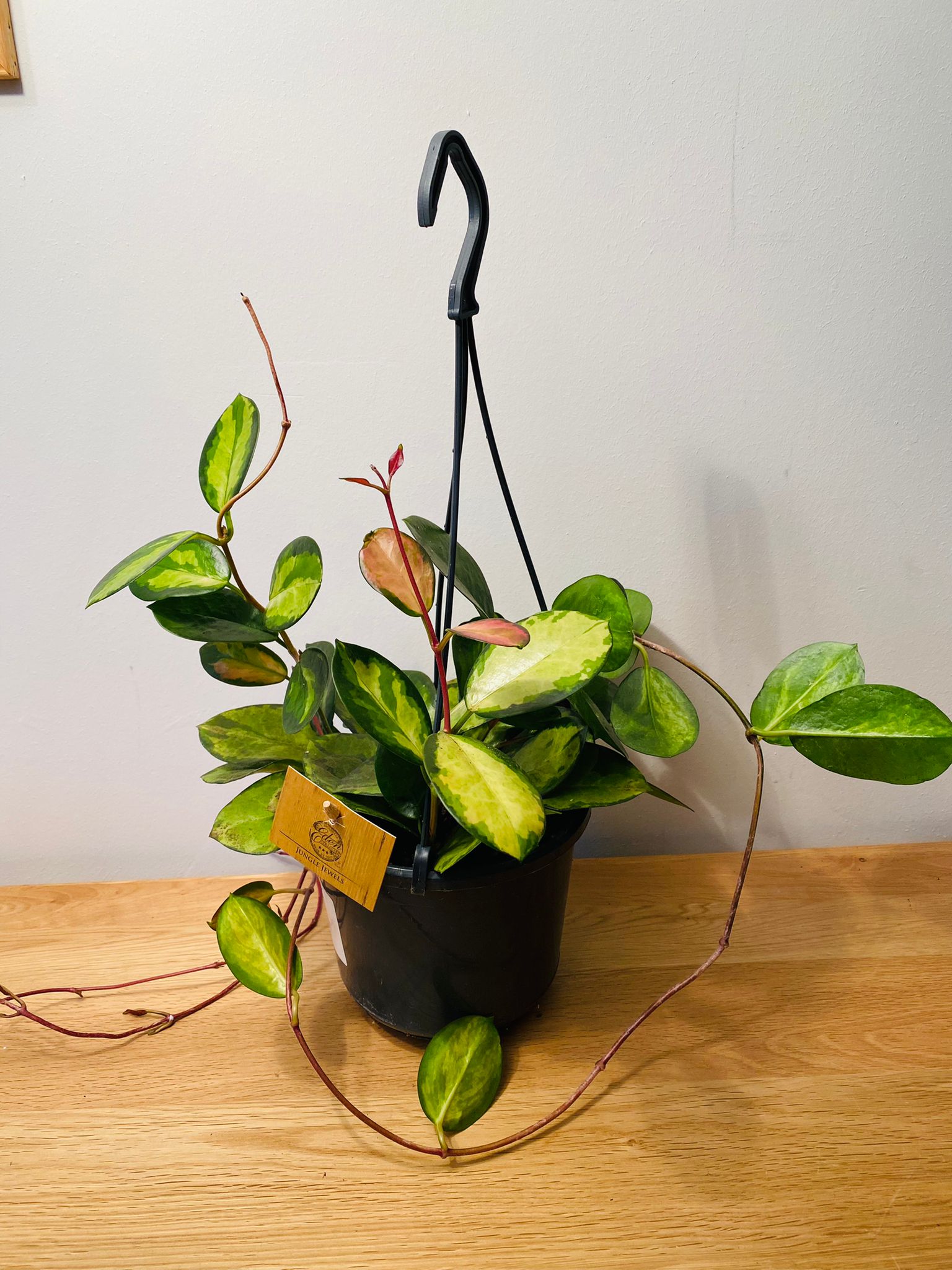 Hoya Australis Lisa In a 15cm hanging pot Cassandra's Plants