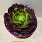 Aeonium Velour 15cm Pot Cassandra's Plants