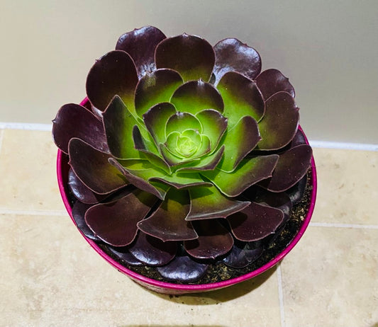 Aeonium Velour 15cm Pot Cassandra's Plants