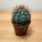 Melocactus Azureus in a 8cm pot Cassandra's Plants