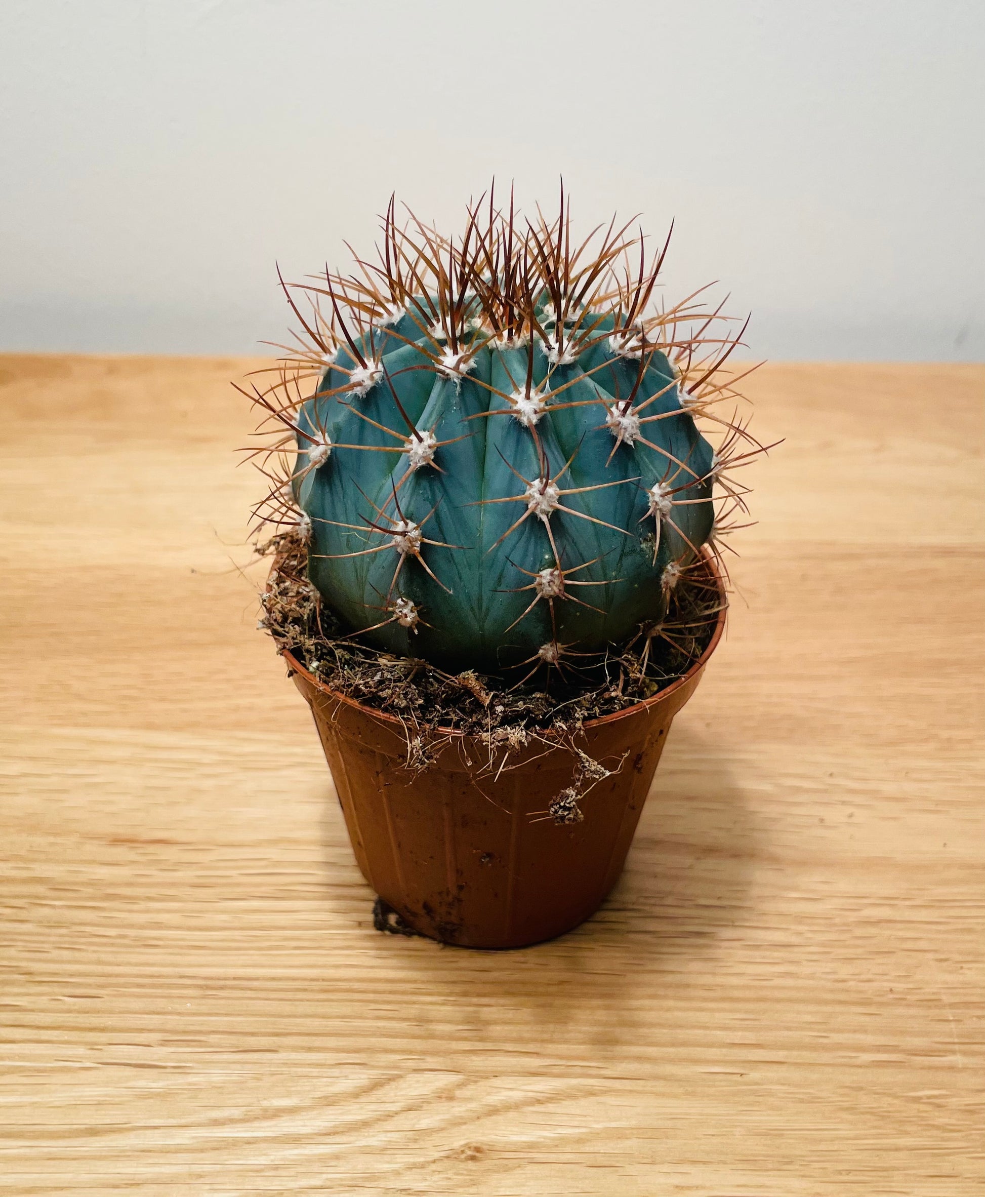 Melocactus Azureus in a 8cm pot Cassandra's Plants