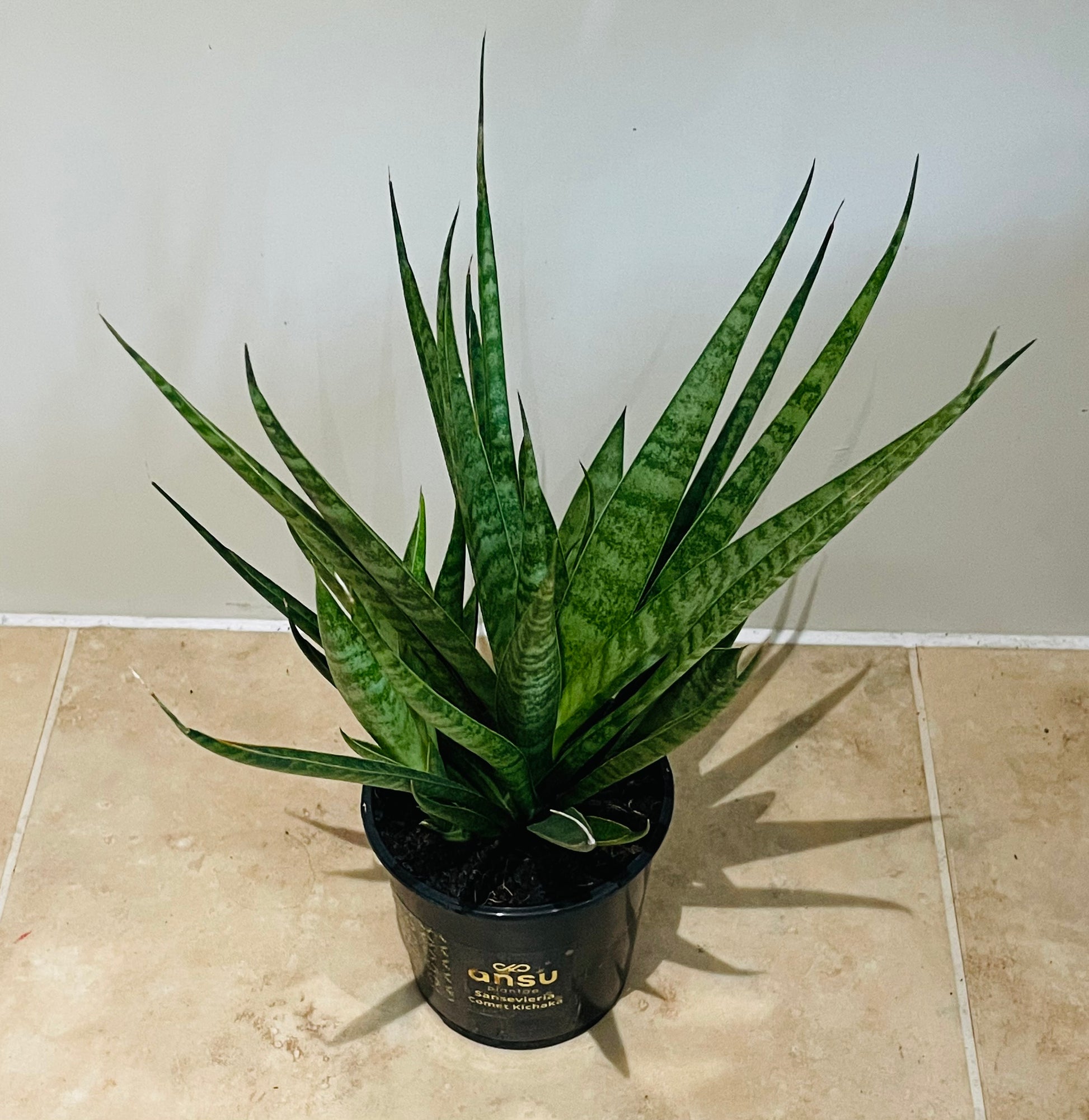 Sansevieria Comet Kichaka in a 9cm pot Cassandra's Plants