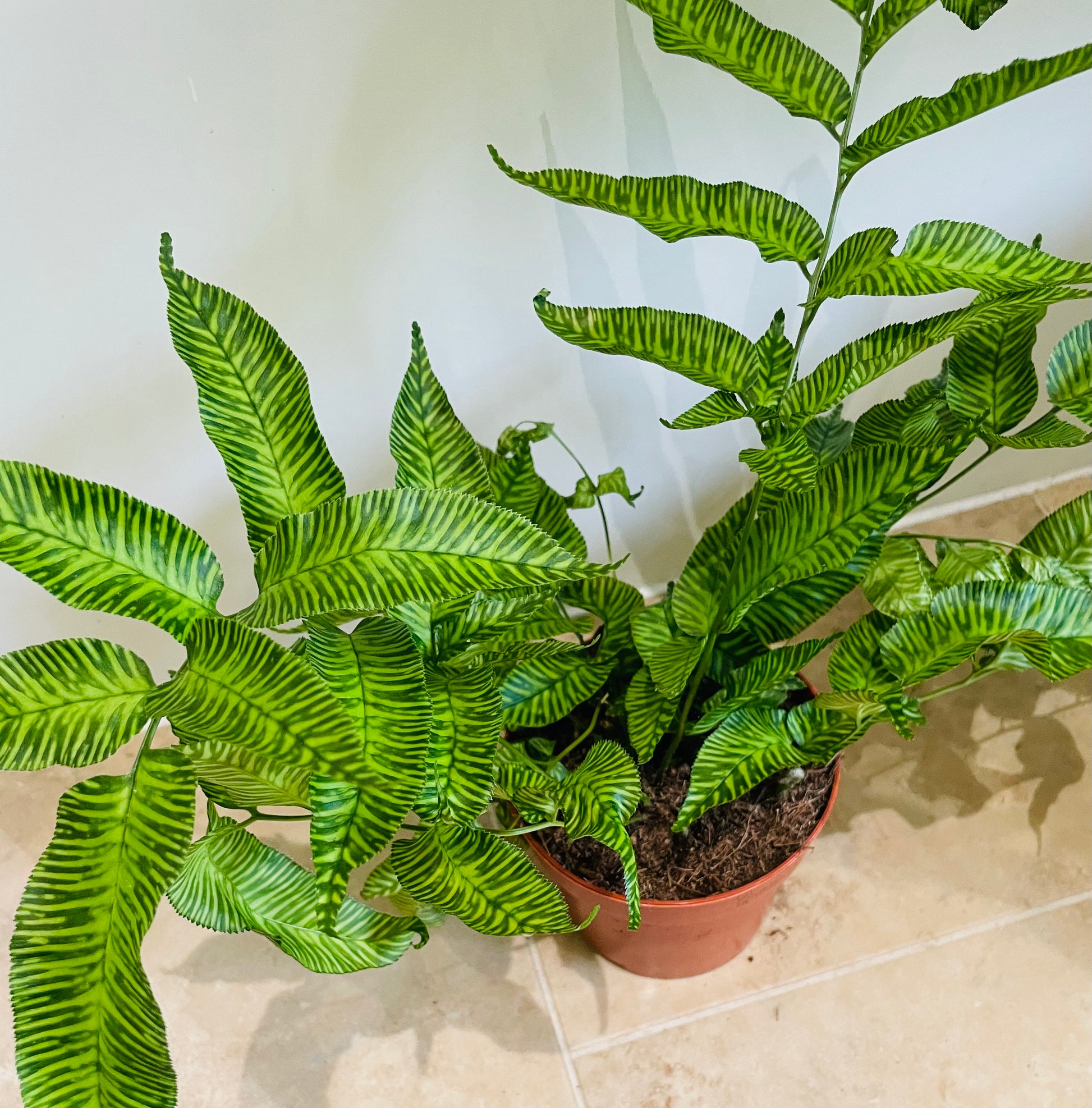 Coniogramme Emeiensis 12cm pot Cassandra's Plants