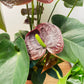 Black Anthurium Adraeanum 12cm Pot Cassandra's Plants