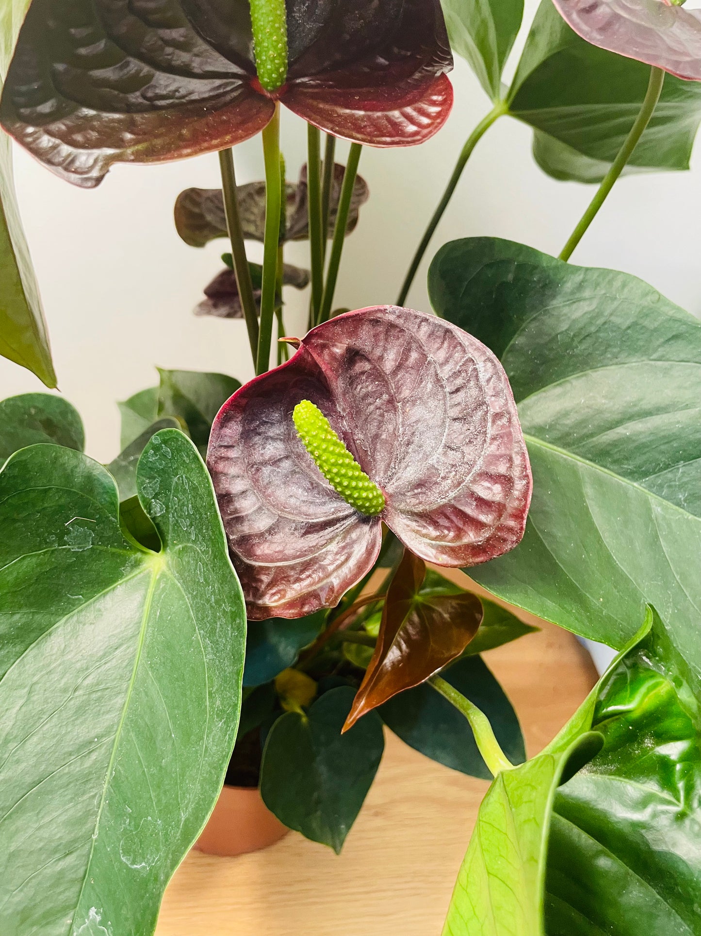 Black Anthurium Adraeanum 12cm Pot Cassandra's Plants