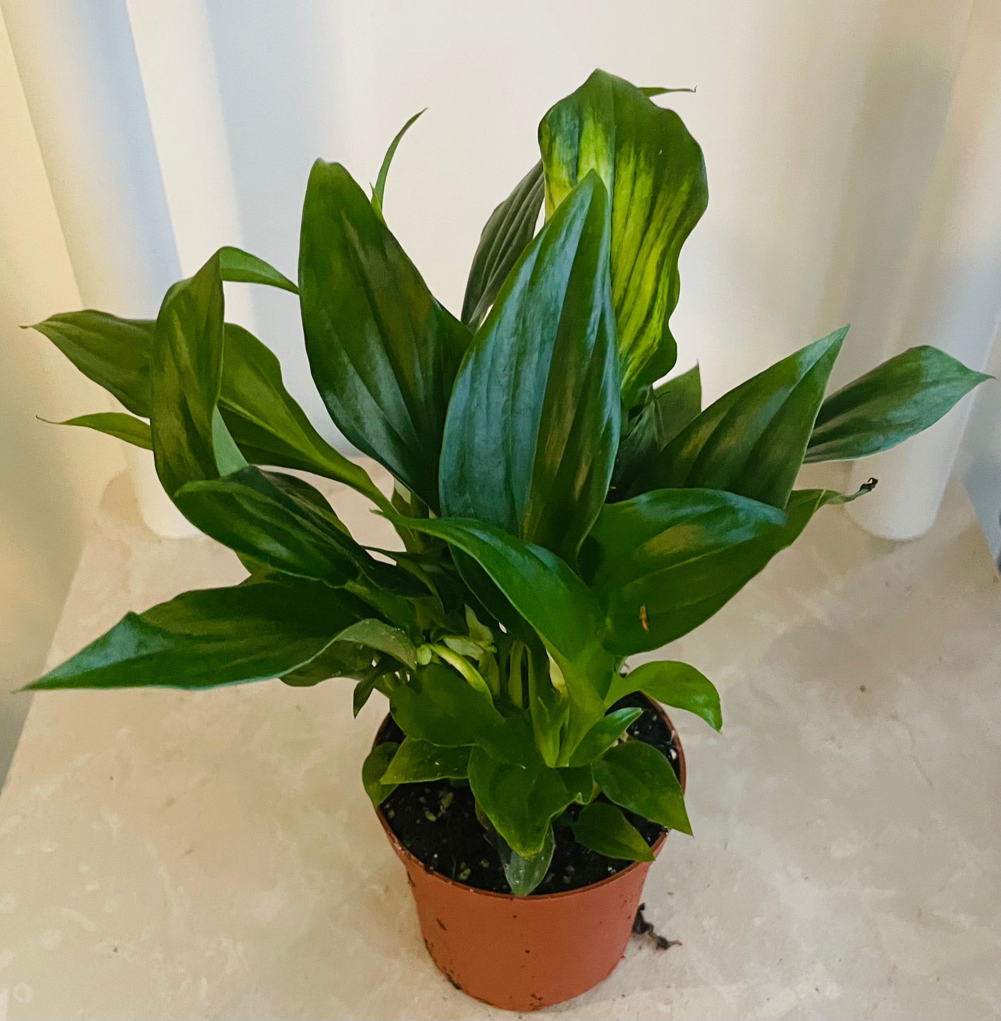 Spathiphyllum 'Pearl Cupido' Peace Lilly In a 7cm Cassandra's Plants