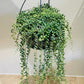 Senecio Herreianus String of Tears