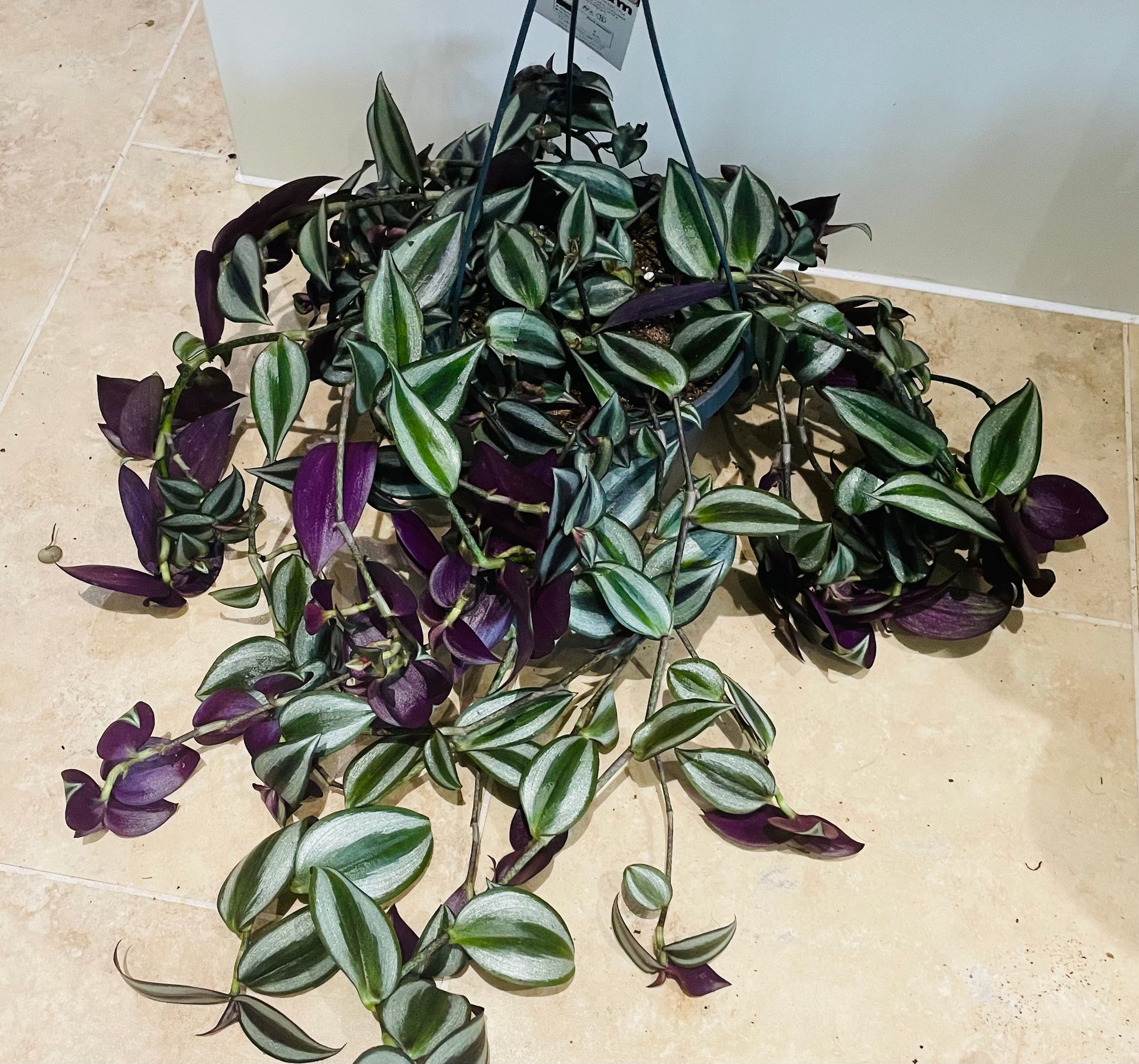 Tradescantia Zebrina Silver Inch Plant Cassandra's Plants