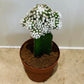 Gymnocalycium Mihanovichii White Moon Cactus in 8cm pot Cassandra's Plants