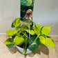 Philodendron Scandens Brasil Cassandra's Plants