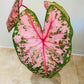 Caladium Pink Beauty 12cm pot Cassandra's Plants