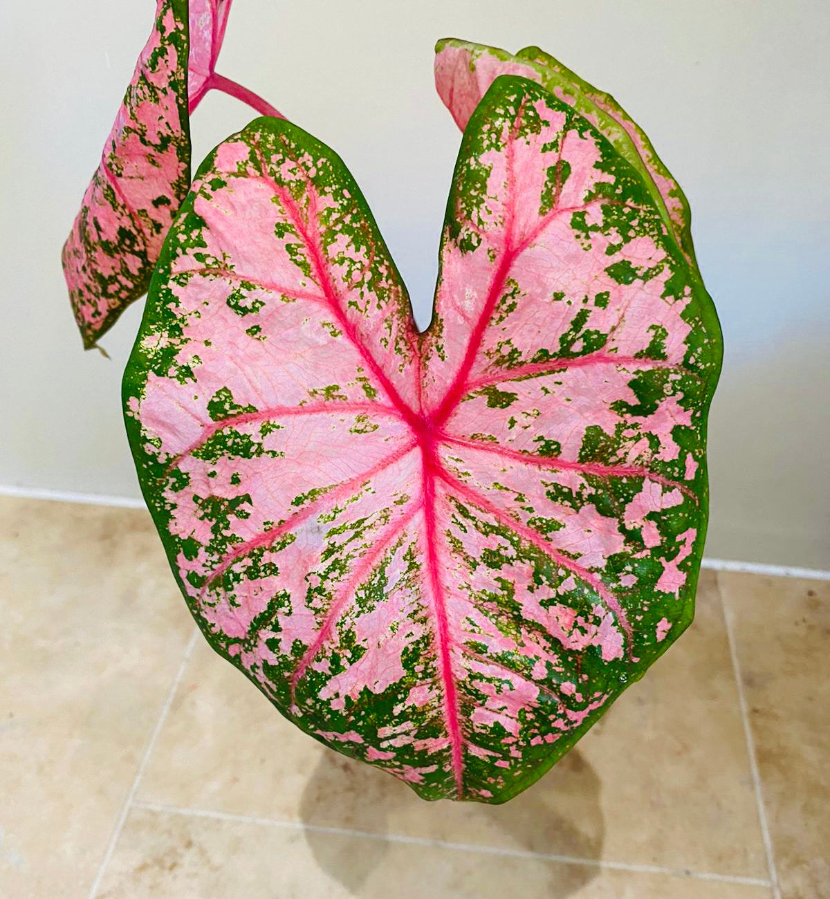 Caladium Pink Beauty 12cm pot Cassandra's Plants