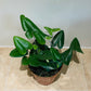 Hemionitis Arifolia Arrow Head Fern 12cm Pot Cassandra's Plants