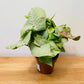 Syngonium Confetti in a 12cm Pot Cassandra's Plants