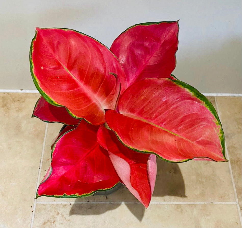 Aglaonema Anyamanee Orange 12cm Pot Cassandra's Plants