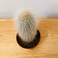Cleistocactus Strausii