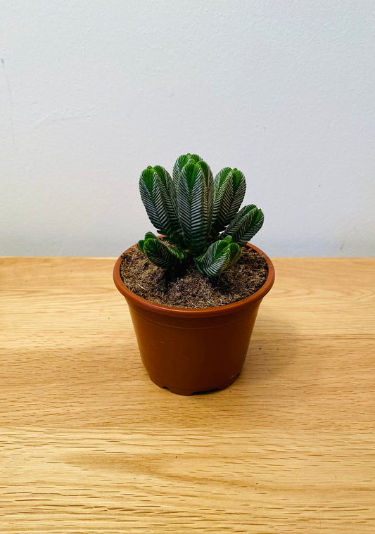 Crassula Pyramidalis 8.5cm Pot Cassandra's Plants