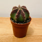 Echinocereus Inermis in 5.5cm Pot Cassandra's Plants